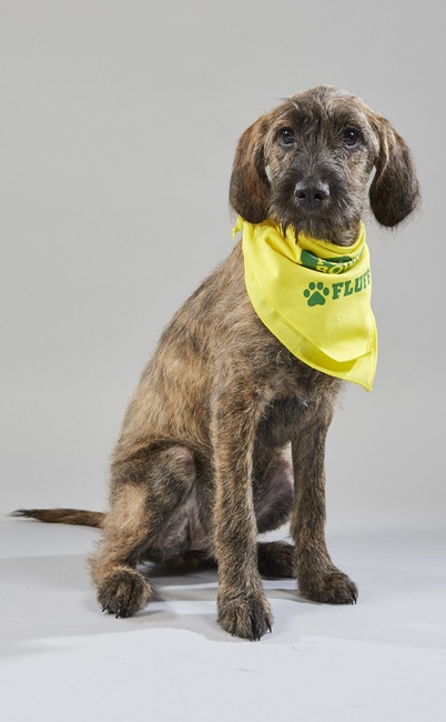 Puppy Bowl XV